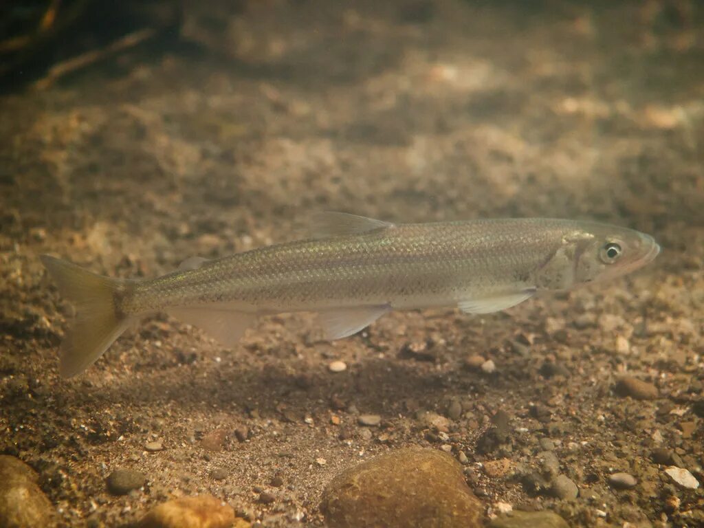 Снеток что это. Корюшка европейская Osmerus eperlanus. Корюшка снеток. Озерная рыба снеток. Малоротая корюшка Живая.