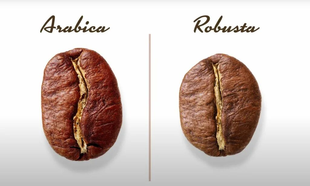Кофе робуста отличается. Зерно Арабика и Робуста. Кофе Арабика и Робуста. Зерна Арабика, Робуста, Либерика, Эксцельза. Арабика Робуста Либерика.