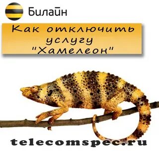Хамелеон билайн