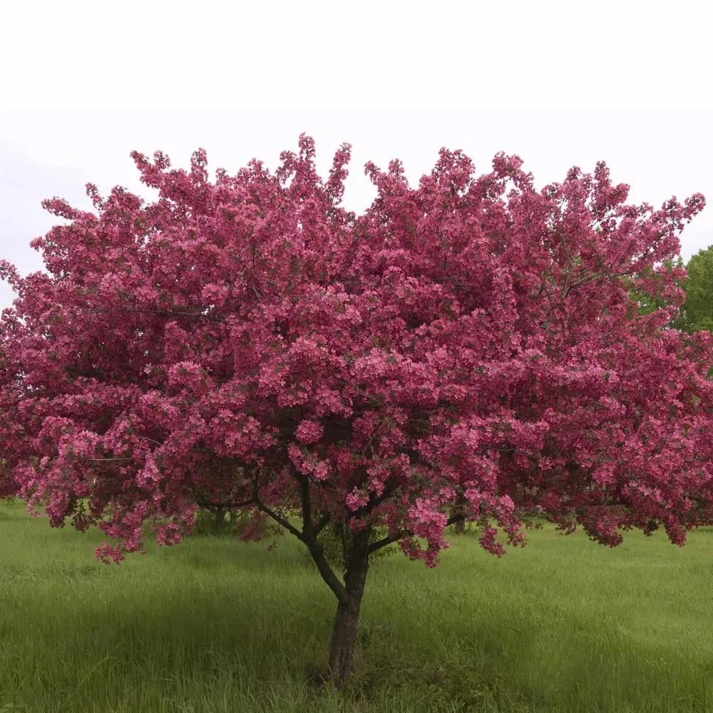 Malus Hybride Profusion -- Zierapfel Profusion Garten Pflanzen Blumen Gartenbetr