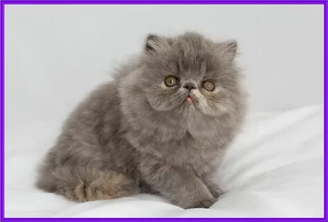 Персидский котенок