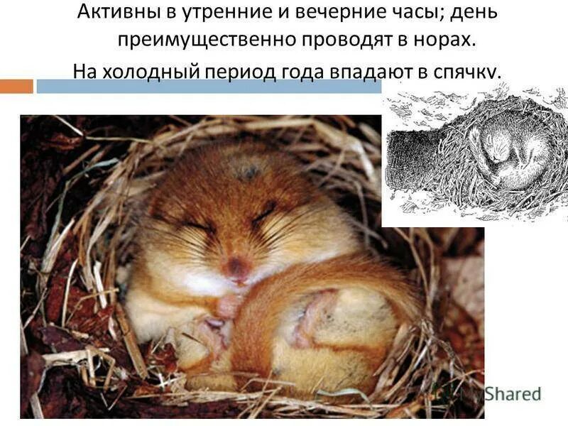 Домашние хомяки впадают в спячку. Суслик впадает в спячку зимой. хомяк в спячке. впадают ли хомяки в спячку. впадают бурундуки впадают в спячку.