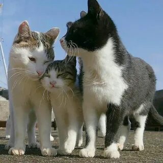 Кот на кошке фото