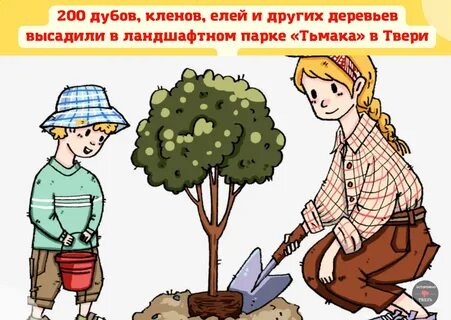 Лучшее время посадки деревьев