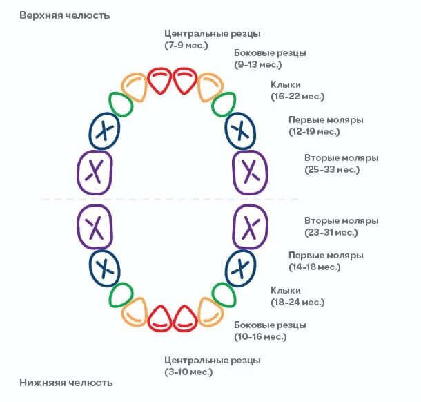 В 3 года сколько зубов должно быть. Порядок прорезывания зубов у детей схема до года. Зубы у детей схема прорезывания молочных зубов. Зубки у малышей порядок прорезания схема. Схема вылезания зубов у ребенка молочных.