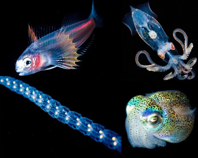 Светящееся существо. Светящаяся рыба. Светящиеся морские обитатели. Светящиеся рыбы в океане. Люминесцентные рыбы.