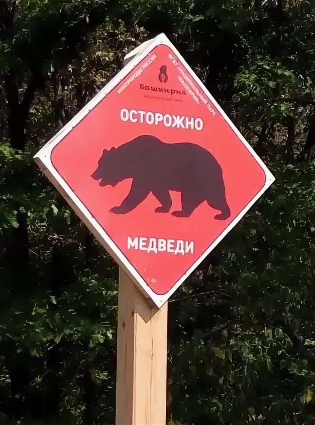 Осторожно медведи плакат. Табличка осторожно дикие животные. Осторожно медвежонок осторожно. Осторожно медвежонок осторожно. Табличка осторожно медведи.