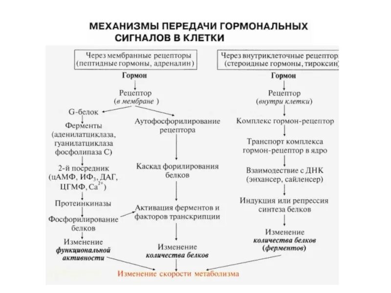 Действует через изменение. Биохимия стероидных гормонов схема. Стероидные гормоны схема действия биохимия. Схема действия белковых гормонов. Схема действия белково-пептидных гормонов.