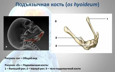 Подъязычной кости