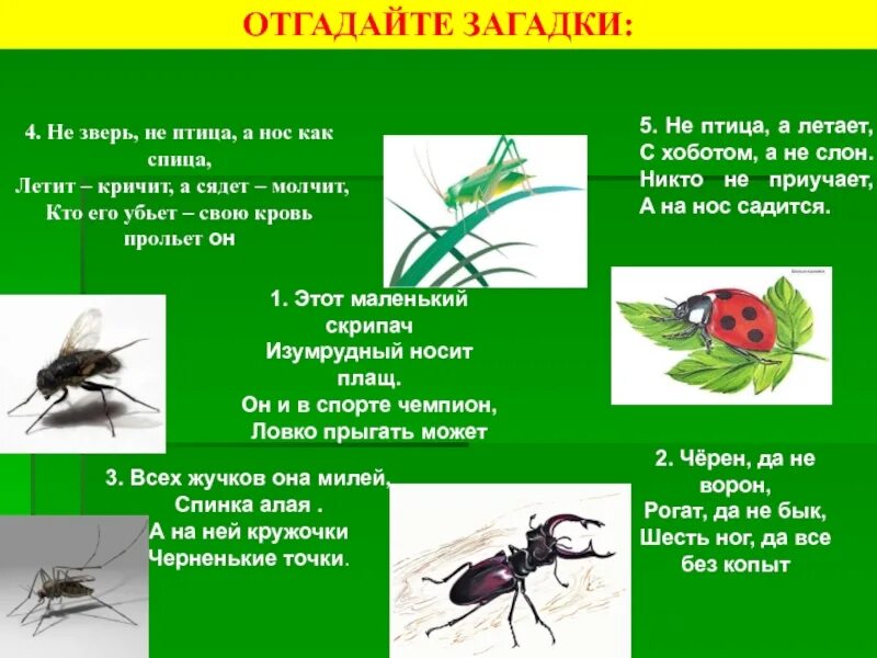 Летит пищит сядет