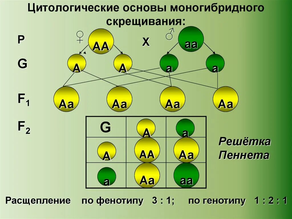 Расщепление при дигибридном скрещивании в f2. Независимое наследование решетка Пеннета. Схема решения моногибридного скрещивания. Моногибридное скрещивание второе поколение. Цитологические основы моногибридного скрещивания 10 класс.