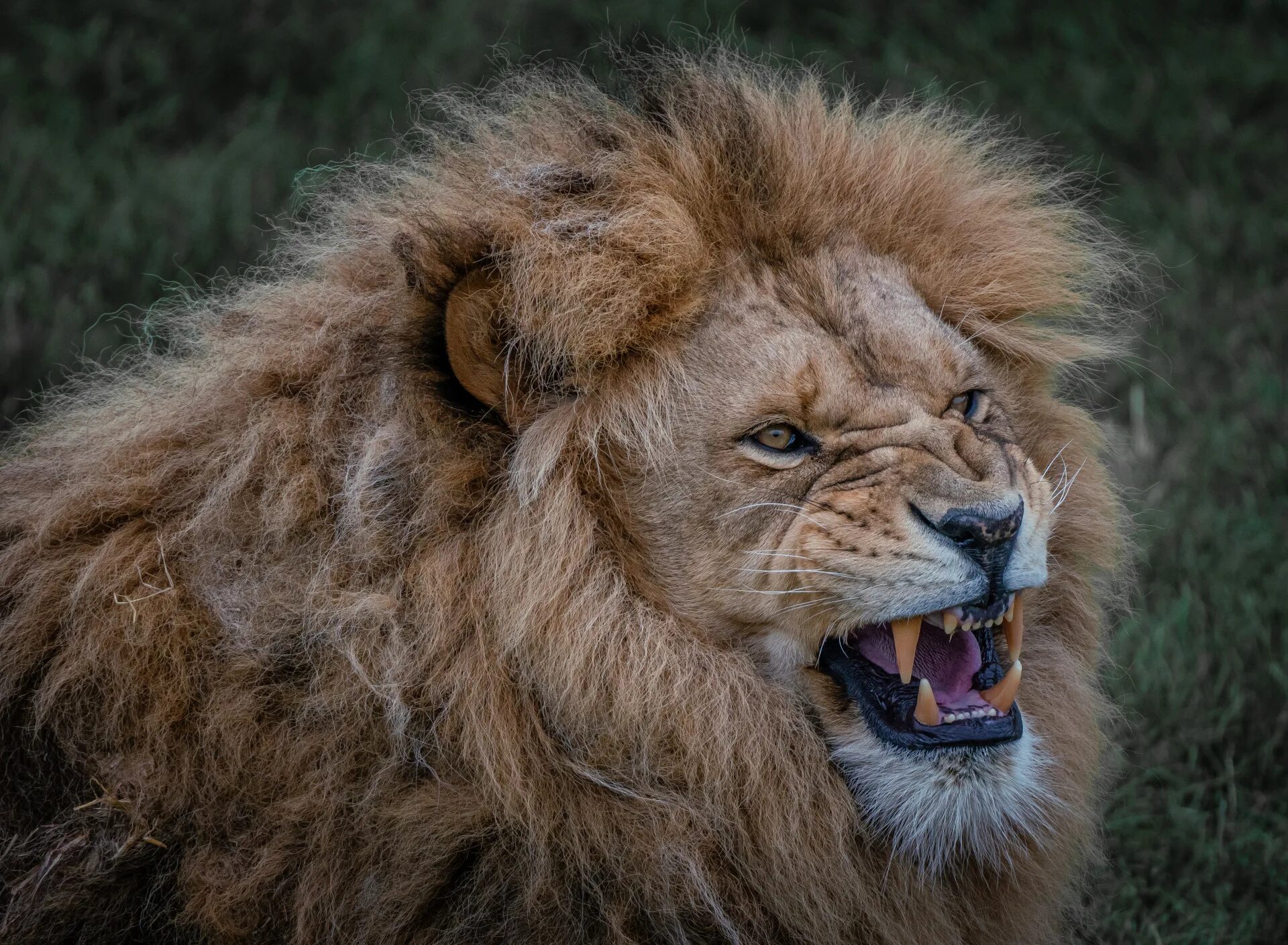 Lion hd wallpaper, Lion pictures, Lion wallpaper