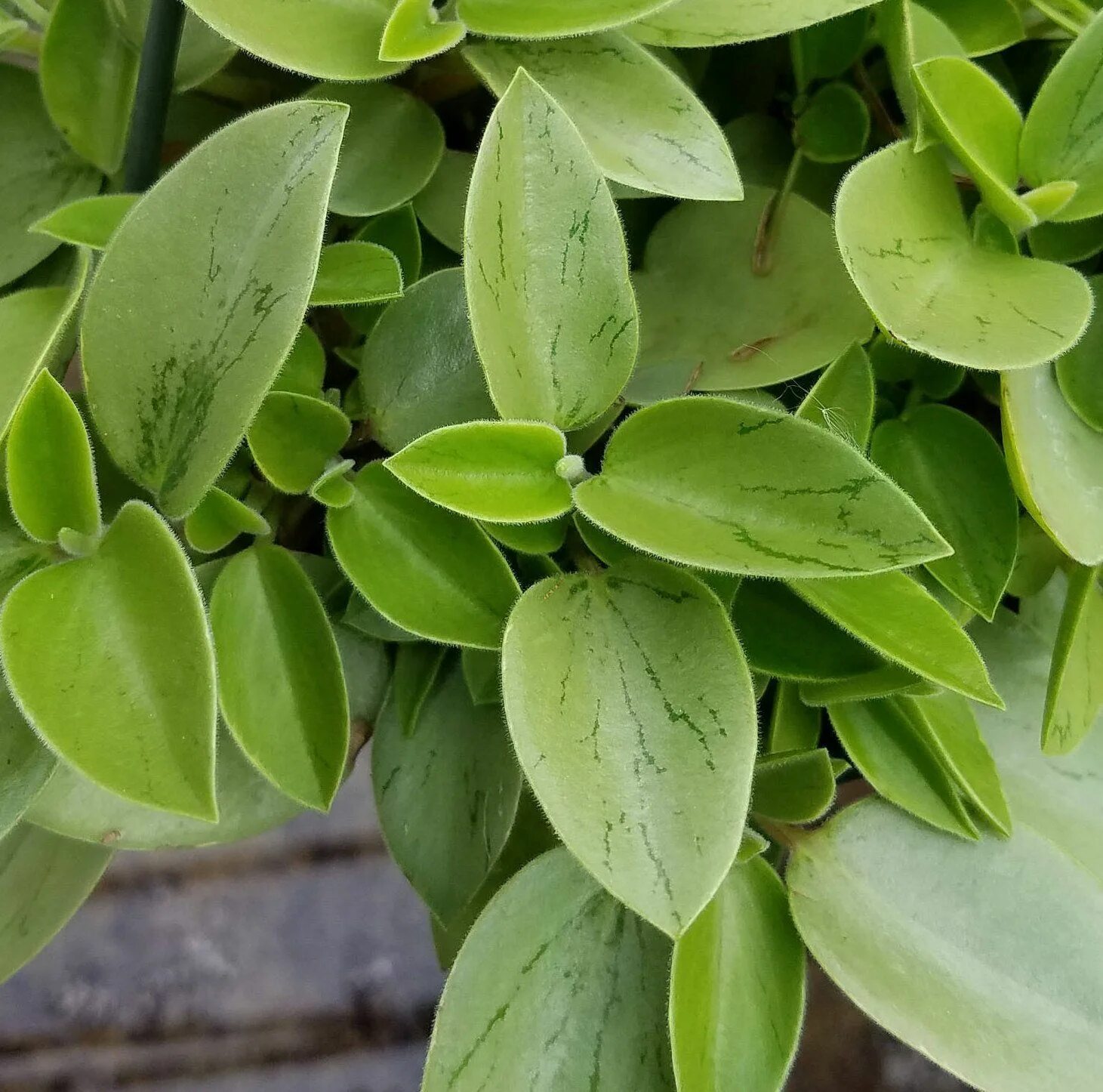 Пеперомия лайм. Пеперомия орба пикси лайм. пеперомия pixie lime. peperomia pixie lime. peperomia orba pixie lime.