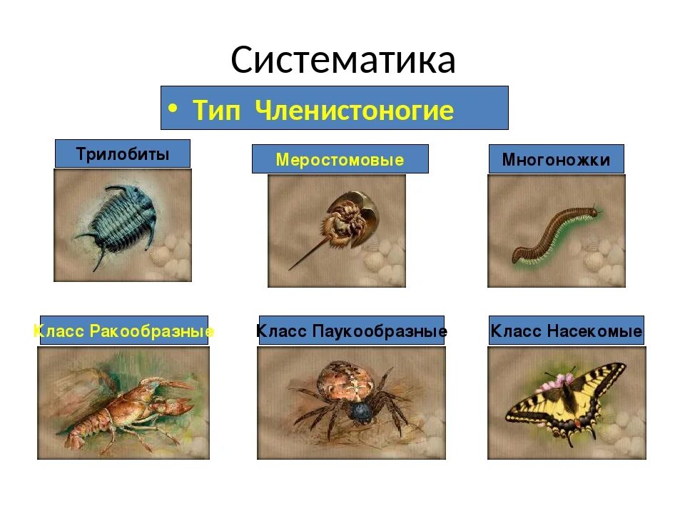 Покров ракообразных паукообразных насекомых. Тип Членистоногие. Тип Членистоногие класс. Тип Членистоногие ЯКЛАСС. Тип Членистоногие представители.