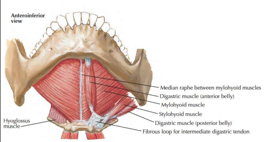 Подчелюстная диафрагма анатомия. Мышцы дна полости рта анатомия. Диафрагма нижней челюсти. Диафрагма черепа