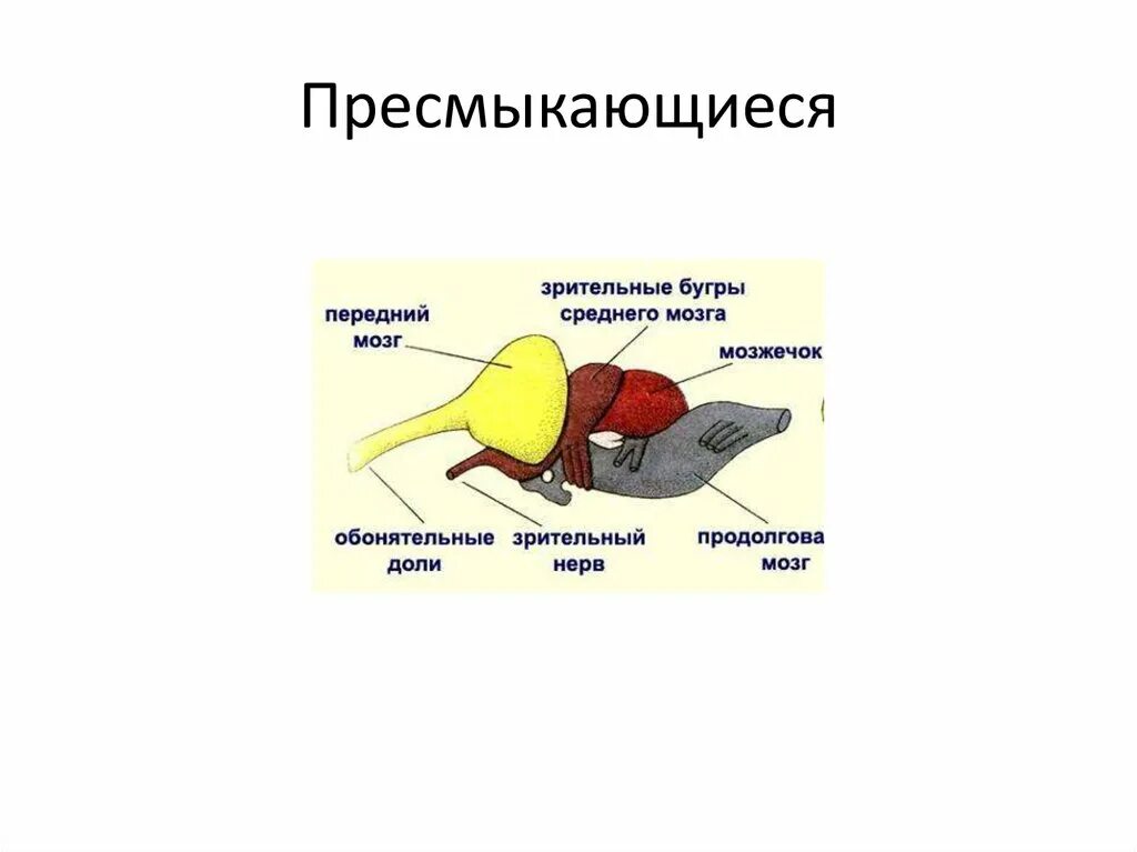 Мозг у рептилий функции. Мозг пресмыкающихся. Мозг рептилии. Нервная система пресмыкающихся. Головной мозг пресмыкающихся.