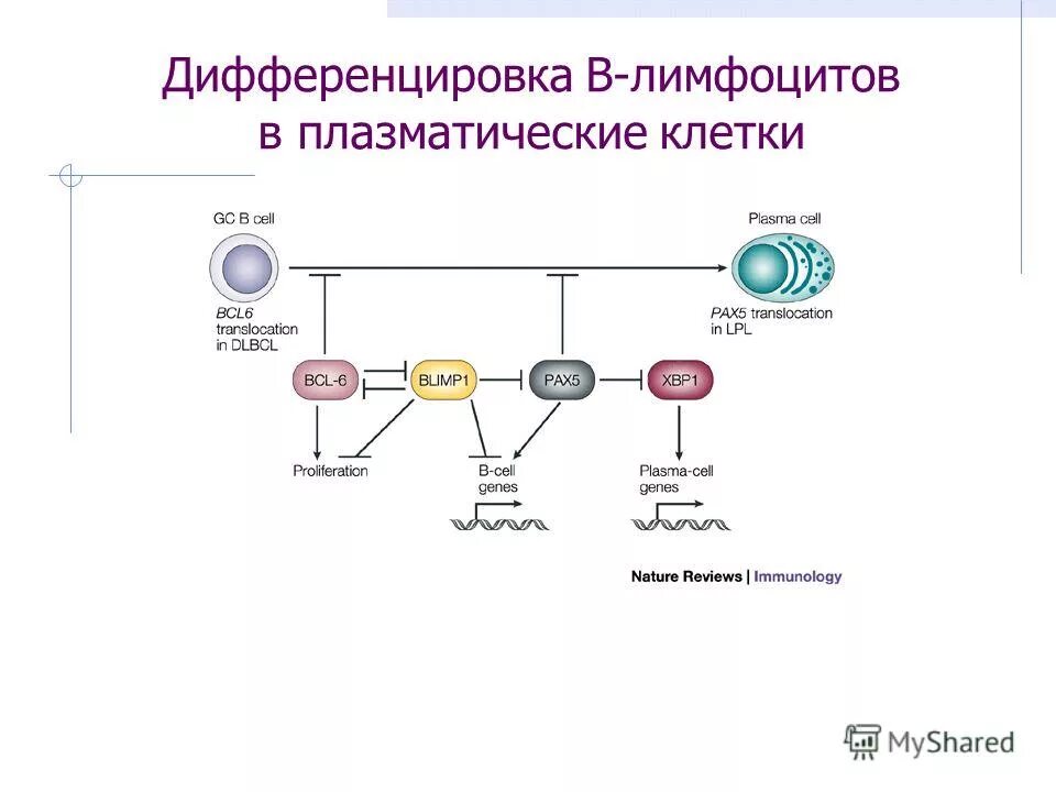 Дифференцировка б лимфоцитов в плазматические клетки. Место дифференцировки. Гемопоэз эритроцитов. Дифференцировка b клеток в костном мозге. Место дифференцировки.