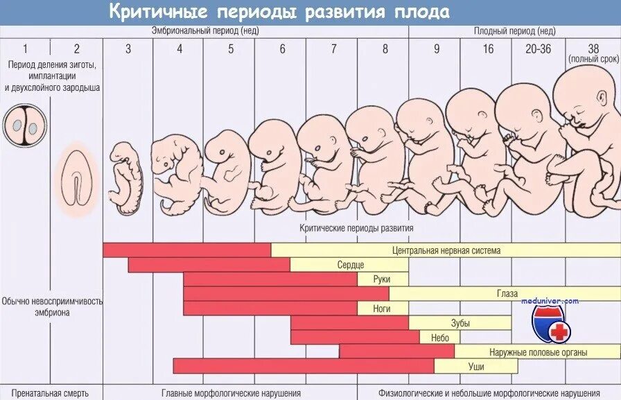 Периоды развития плода. Периоды развития эмбриона и плода. Периоды внутриутробного развития. Периодизация развития плода.