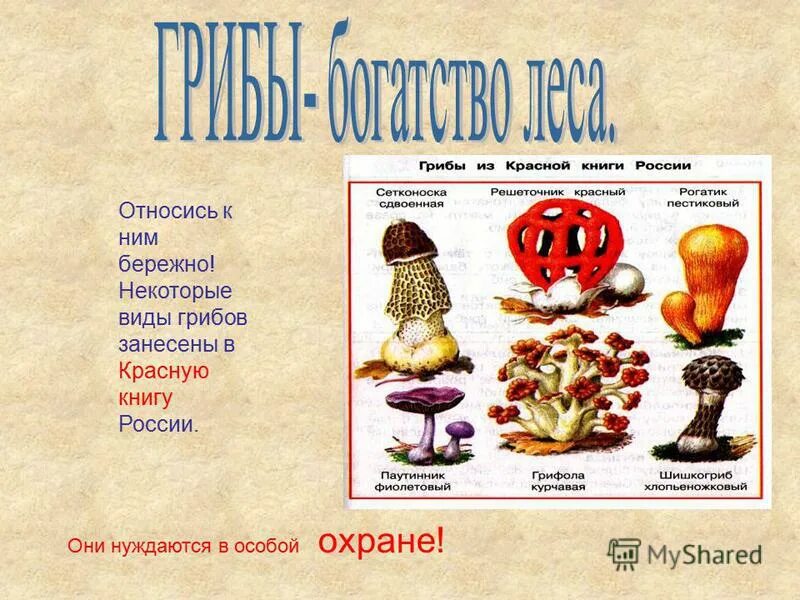 грибы грифола курчавая и решеточник красный. грибы решеточник красный грифола курчавая паутинник фиолетовый. грибы красной книги мира. грибы которые занесены в красную книгу. грибы из красной книги россии.