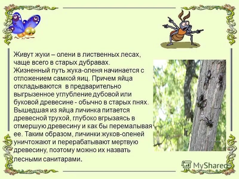 в чаще леса скрылся лось. частый лес предложения. в чаще леса скрывался лось. лесная чаща. частый лес предложения.