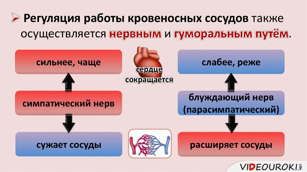 Гуморальная регуляция работы сердца человека. Механизм нервно-гуморальной регуляции работы сердца. Регуляция сердечной деятельности биология 8 класс. Регуляция работы сердца и кровеносных сосудов. Регуляция работы сердца схема.