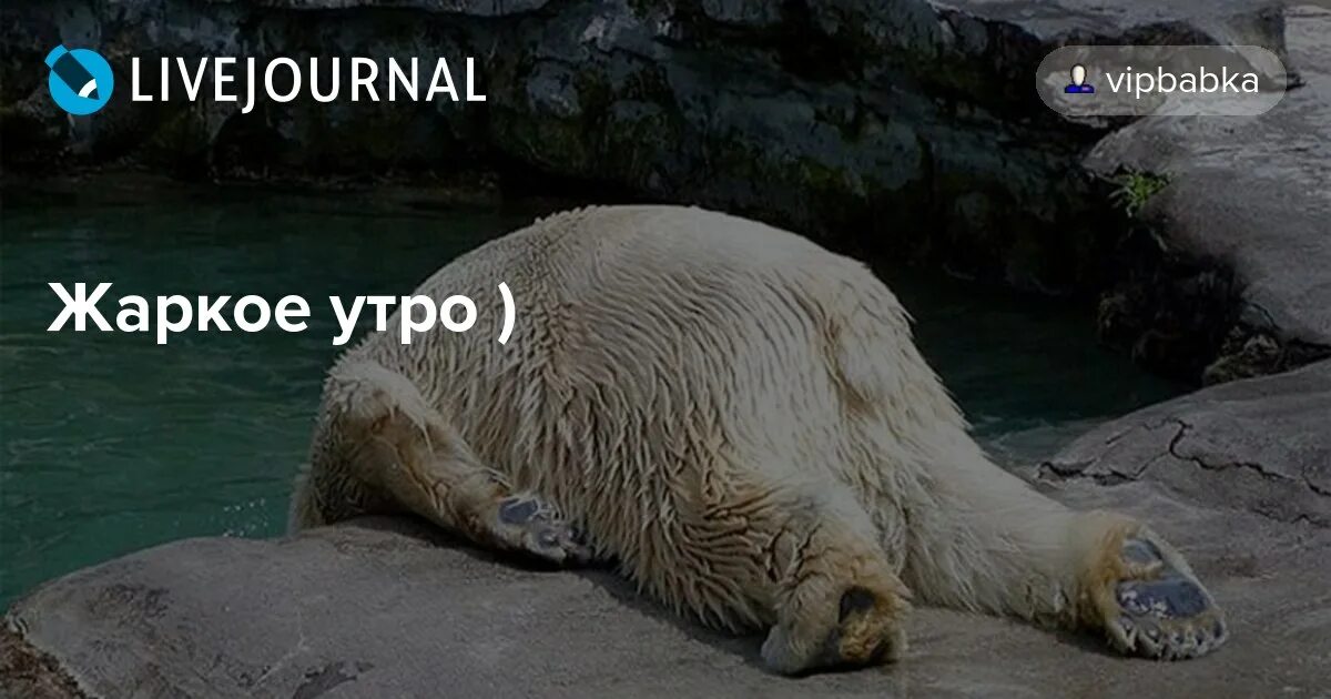 С добрым жарким утром прикольные. С добрым жарким утром прикольные