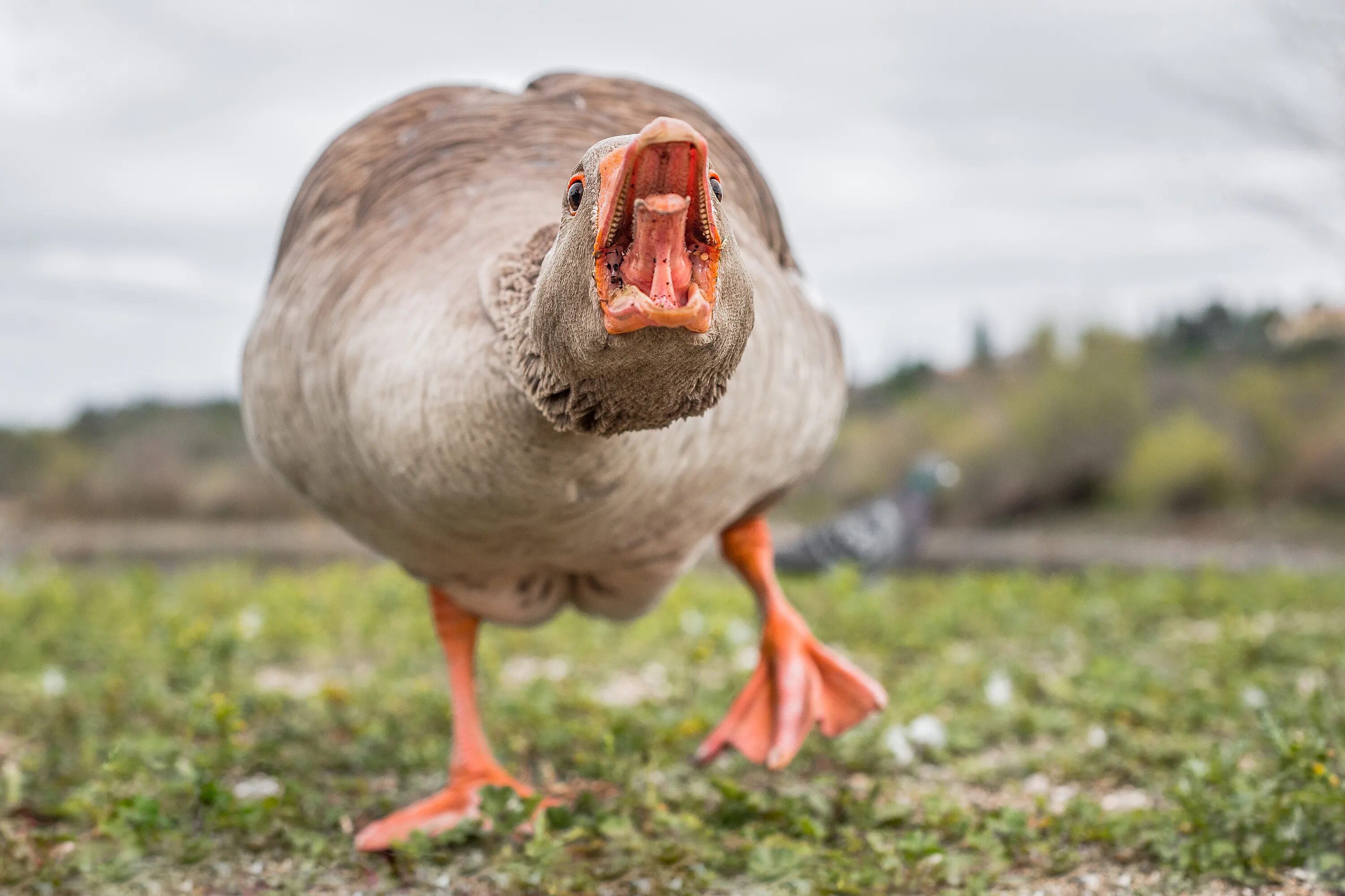 Child goose man foot mouse