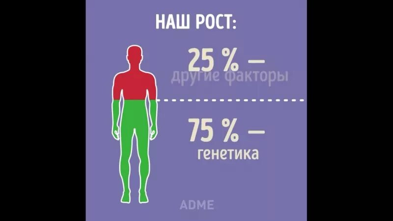 Будущий рост. Генетика роста. Рост по генетике. Генетика роста человека. Генотипы роста человека.