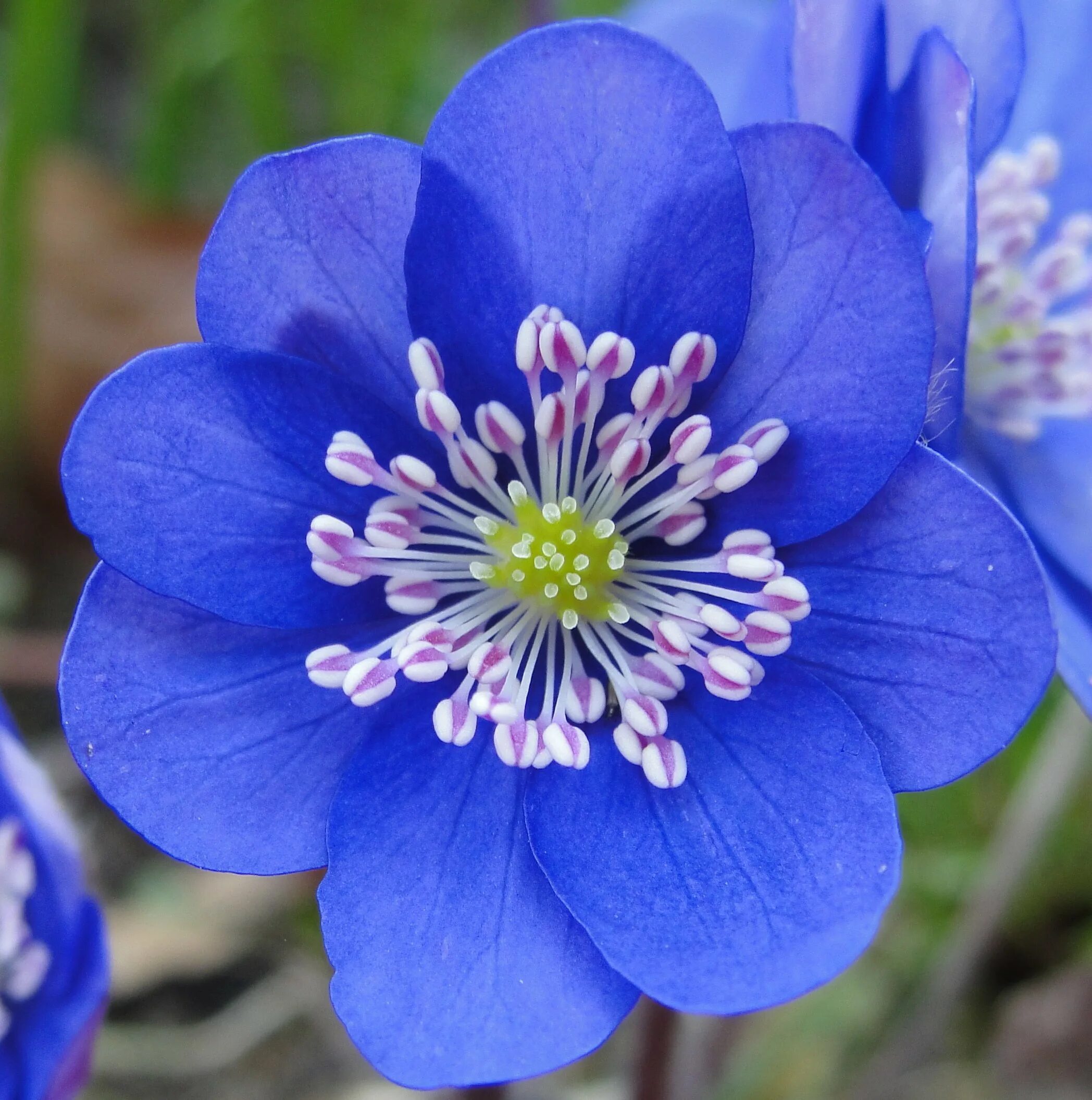 Печеночница благородная красная книга. Печеночница благородная (hepatica Nobilis). Перелеска печеночница. Печеночница благородная голубая. Печеночница цветок.