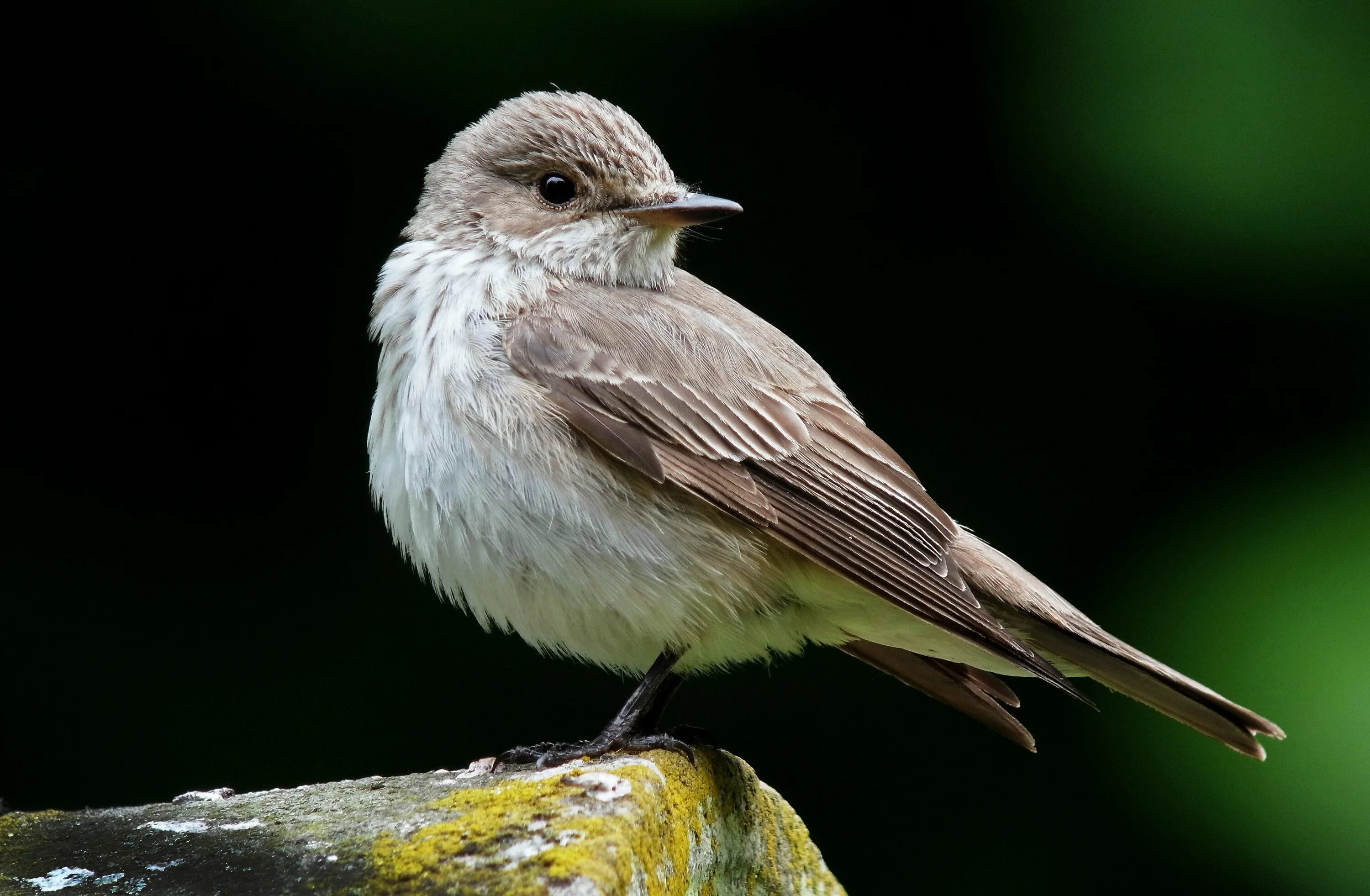 Как зовут серая птица. Мухоловка серая птичка. Мухоловка серая – Muscicapa striata (Pallas, 1764). Маленькая серенькая птичка мухоловка. Мухолов Тонконос птица.