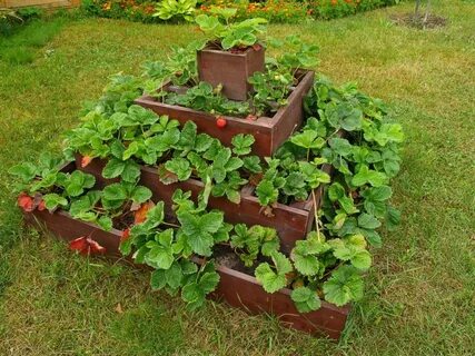 Высокие грядки для клубники