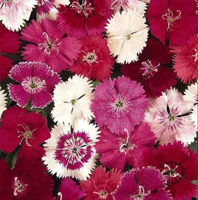 Гвоздика китайская микс. Гвоздика идеал Селект микс. Dianthus chinensis гвоздика китайская.