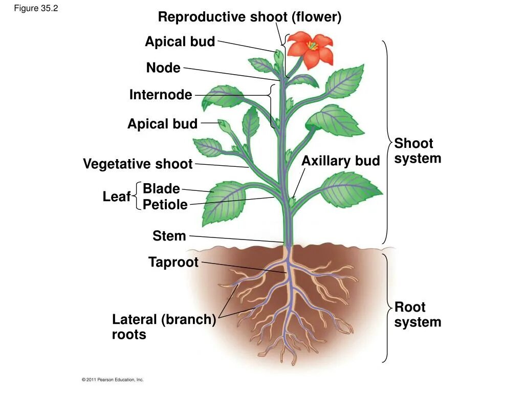 Plant structure. Axillary Bud. Части растения 1 класс окружающий мир схема. Plants and their Parts презентация.