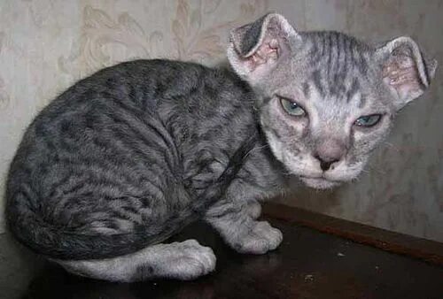 Кот породы левкой. Сколько левки. Маттиола левкой махровая. Сфинкс левкой вислоухий. Вислоухий украинский левкой.