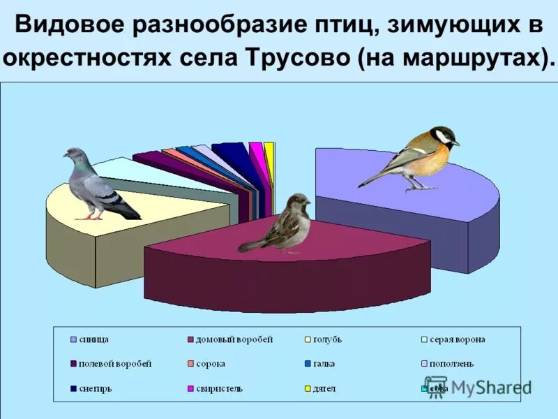 Большим видовым разнообразием отсутствием. Видовое разнообразие. Разнообразие птиц. Диаграмма птиц. Диаграмма зимующих птиц.