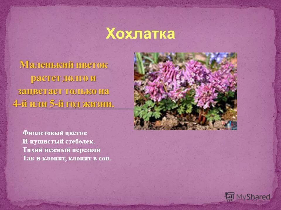 Цветок хохлатка фото и описание