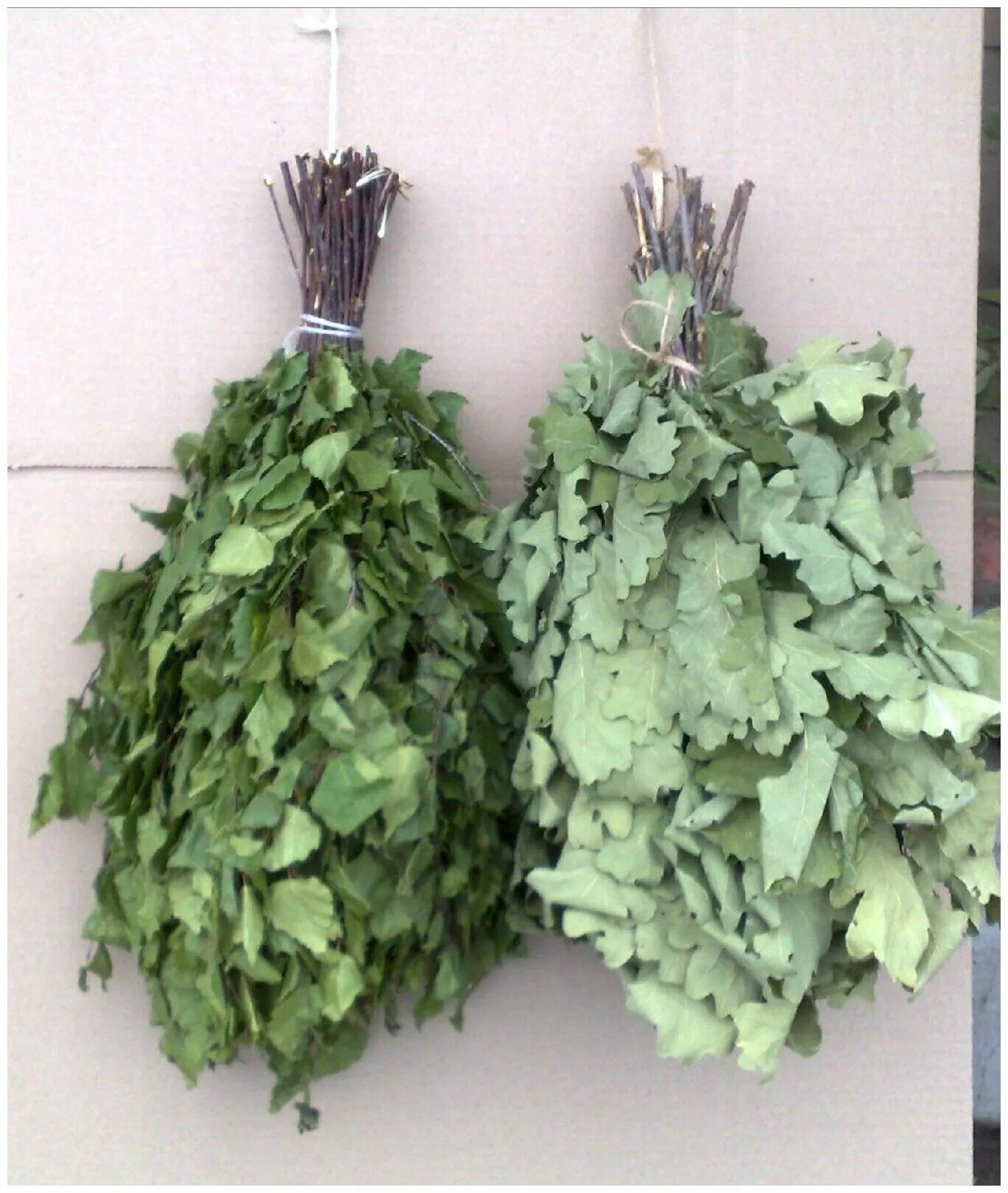 набор веников для бани. веник черноклен. правильный веник для бани. березовый веник "отборный". веник для бани березовый.