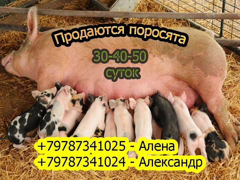 Цена свинины живым весом. Объявление о продаже поросят. Продаются поросята объявление. Поросята номер телефона. Продается свинья объявление.