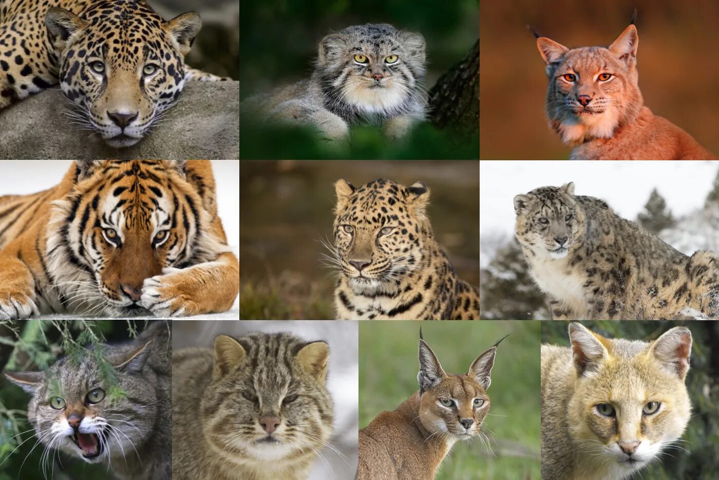 Выбрать из всего разнообразия. Ягуар леопард гепард отличия. Кошачье семейство. Дикие кошки. Хищные представители семейства кошачьих.