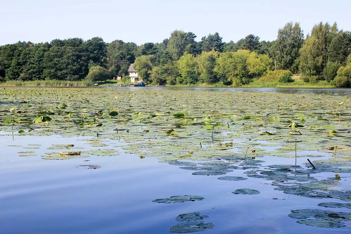Берег псковского озера. Псковское чудское озеро. Берег псковского озера. Чудское озеро псковская область. Псковско-чудское озеро.