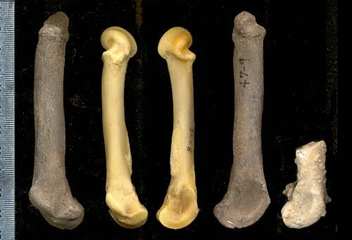 No Trust in South Africa's Lion Farming and Lion Bone Trade - SA People