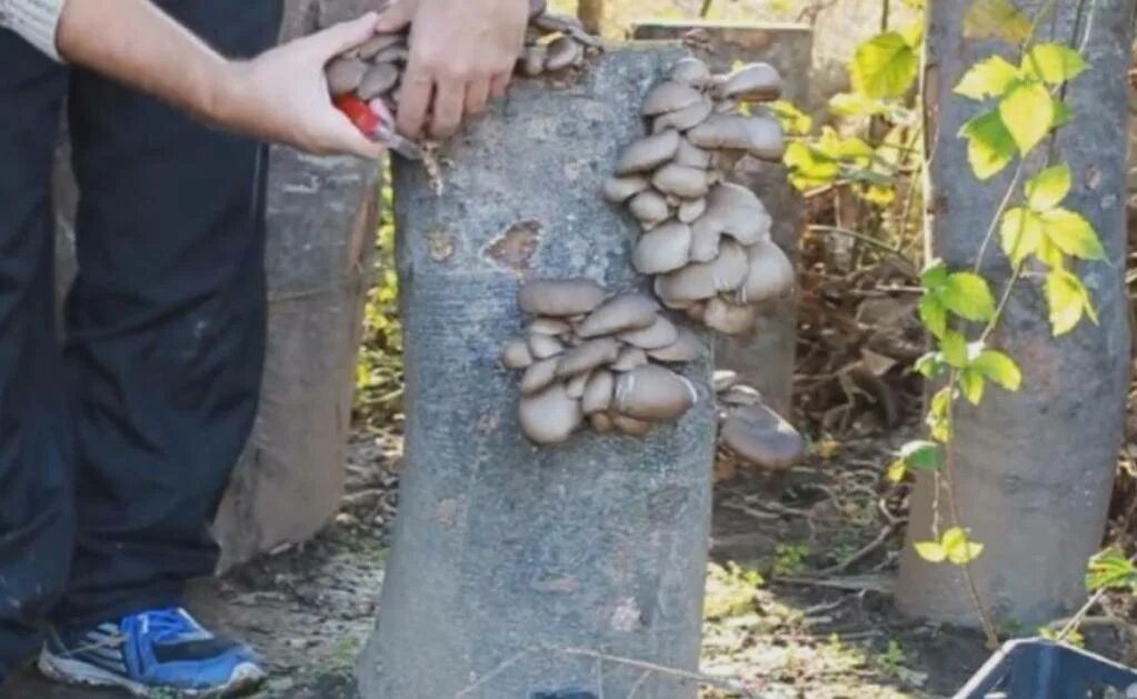 Вешенки на пнях. Мицелий вешенки на пеньках. Гриб вешенка на пне. Грибы вешенка на пеньках. Грибы вёшенки на пнях.