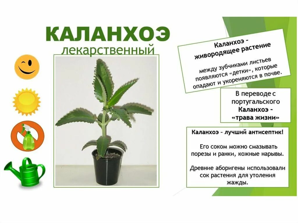 Колеус описание. Колеус крапивка. Изучите особенности строения комнатных растений колеус алоэ. Изучите особенности строения комнатных растений колеус алоэ. Традесканция колеус бегония.