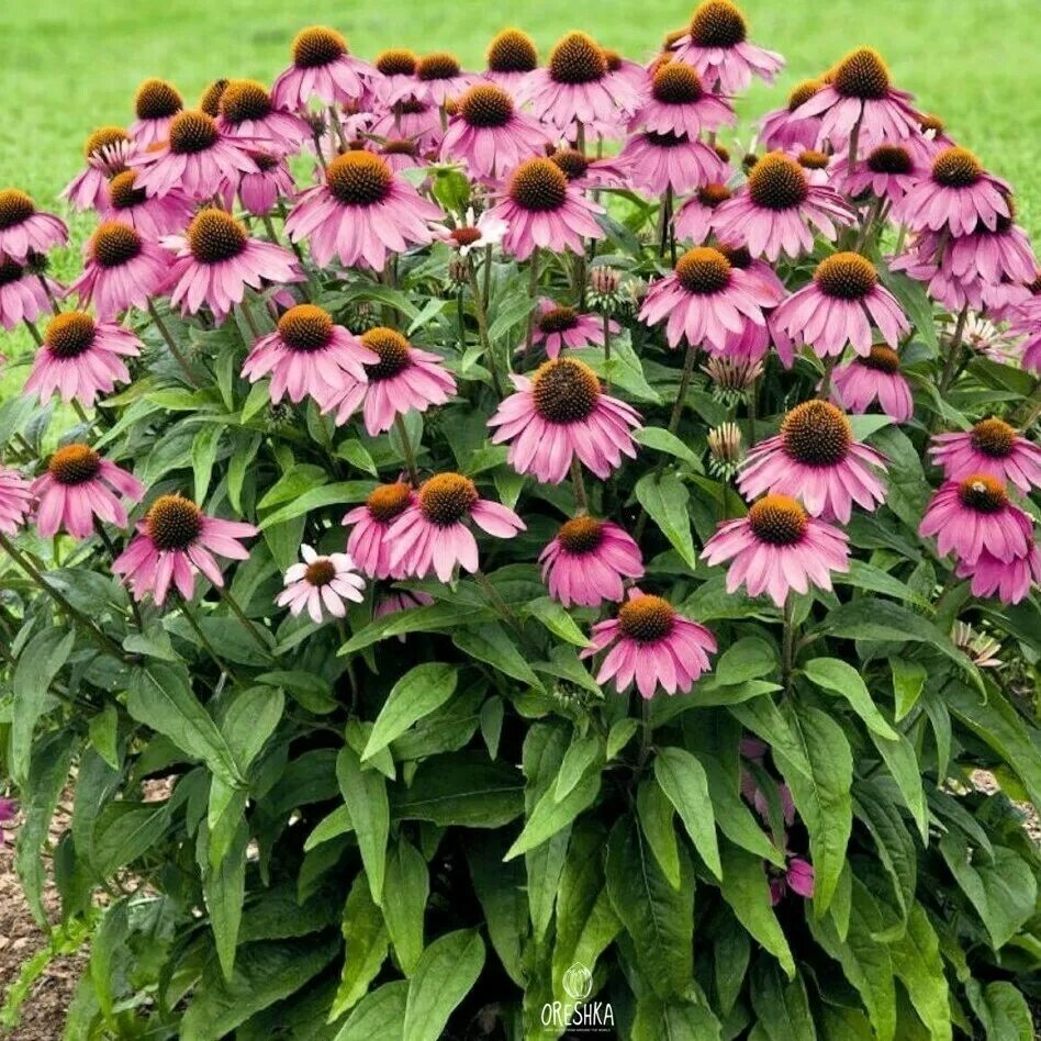 Фото эхинацеи многолетней. Эхинацея пурпурная (Echinacea purpurea). Рудбекия (эхинацея) пурпур. Эхинацея пурпурная Примадонна дип Роуз. Эхинацея пурпурная (рудбекия пурпурная).