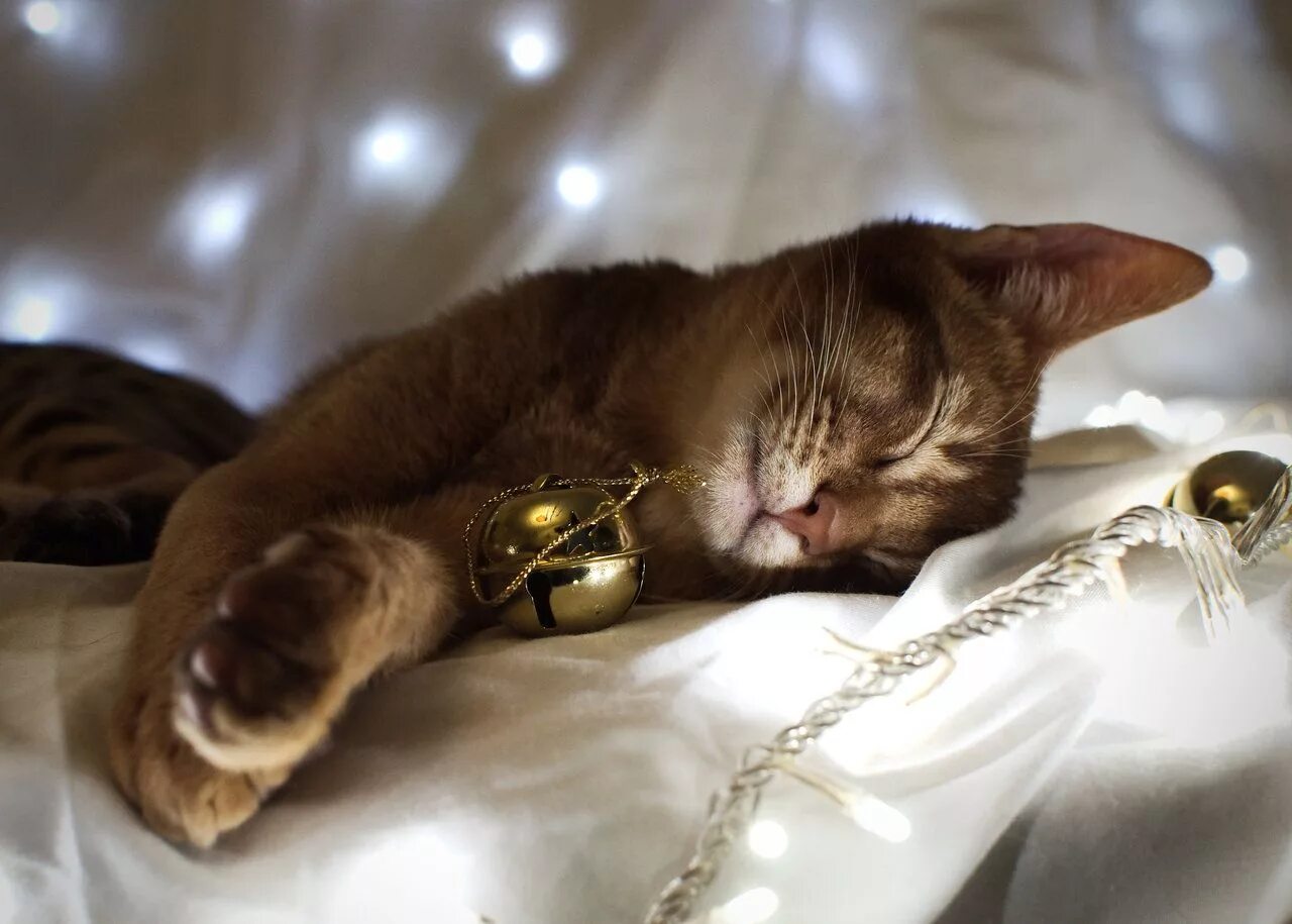 Почему коты ночью не спят. Спящий котенок. Котенок. Почему коты ночью не спят. Почему коты ночью не спят.