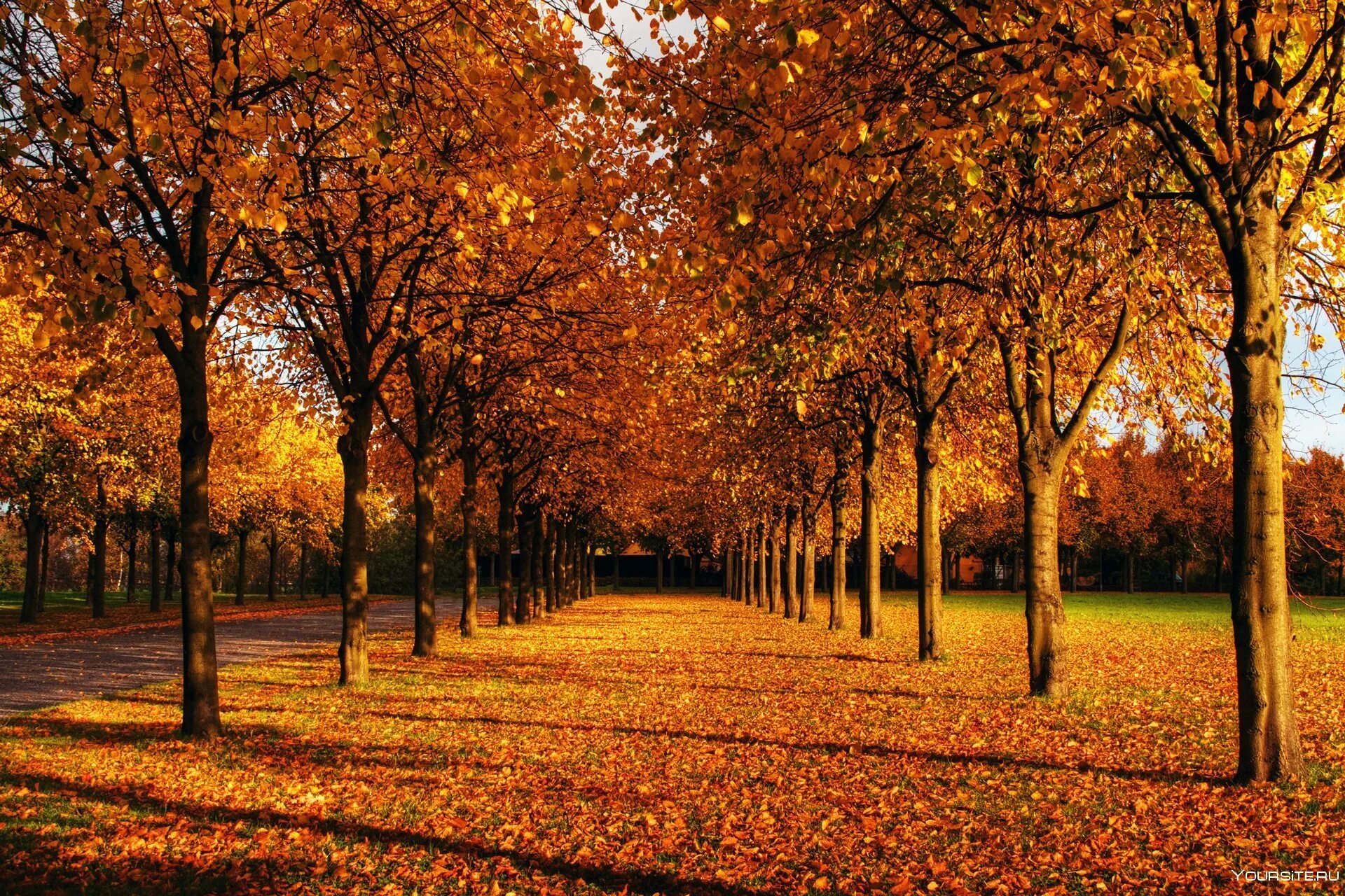 Осень без людей. Аллея парка осенью. Осенняя аллея штат Орегон. Осень в парке. Осень парк аллея.