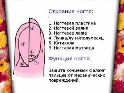 Функции ногтей
