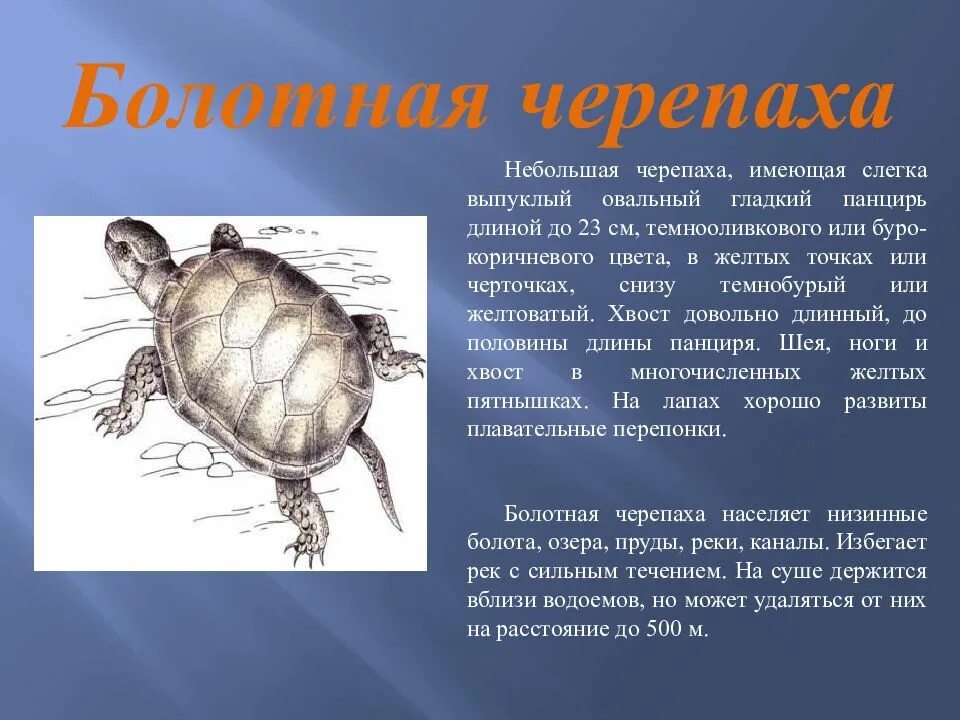 Красная книга россии нижегородская область. Болотная черепаха в Нижегородской области. Животные красной книги Нижегородской области. Нижегородские животные из красной книги. Животное красной книги Нижегородской области.