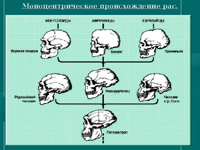 Теории формирования рас. Человеческие расы их родство. Расы человечества. Происхождение рас. Схема классификации рас.