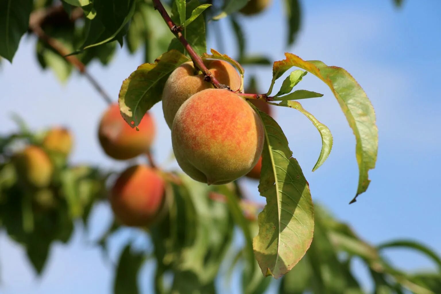 Peach tree